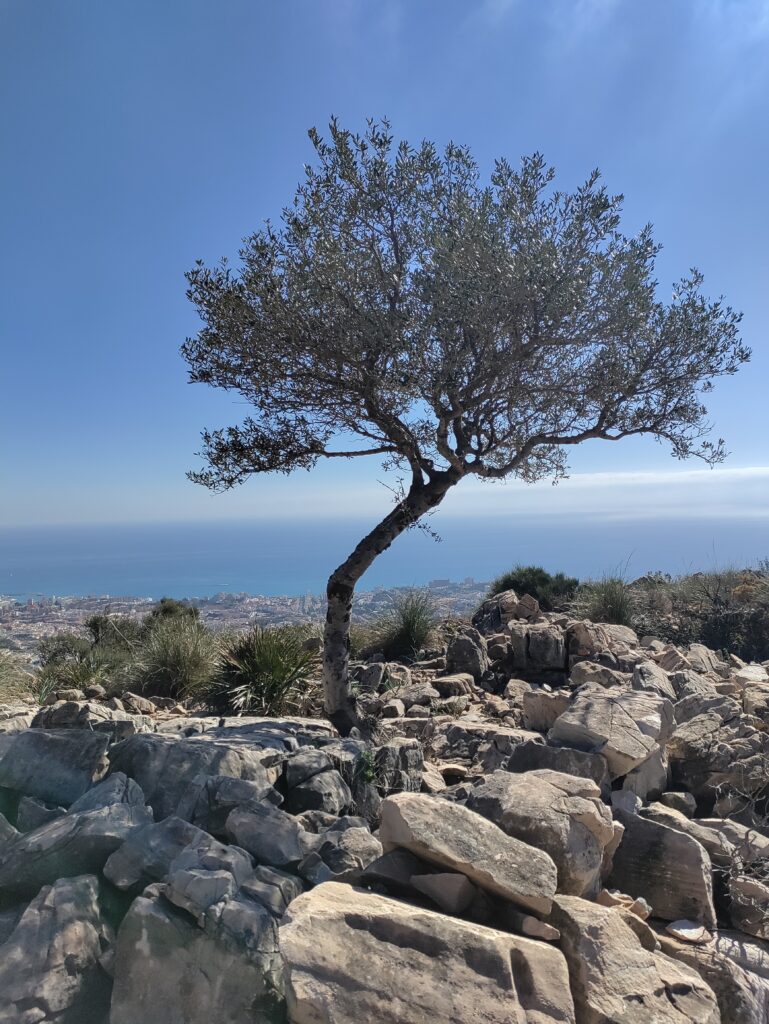 Yksinäinen oliivipuu vuorenrinteellä. 