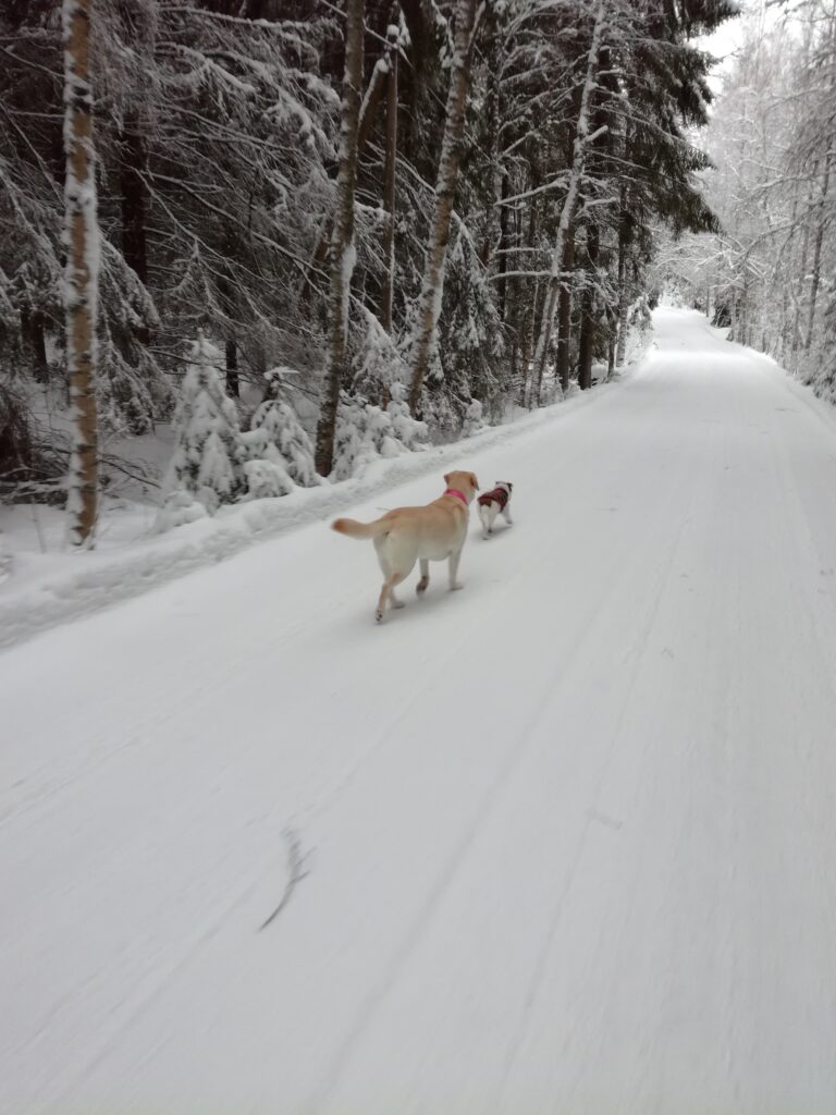 Koiraystävien kanssa lenkkeily lumisessa luonnossa saa huolet unohtumaan. 